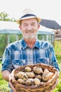 Senior farmer showing newly harvested potatoes at farm
