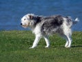 Old senior dog pet pets dogs walking walk park exercise exercising fluffy friend best seaside coast water whitstable Royalty Free Stock Photo