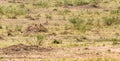 Photo series: Cheetah hunting for big Impala. The second episode. Masai Mara, Kenya Royalty Free Stock Photo