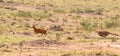 Photo series: Cheetah hunting for big Impala. The seventh episode. Masai Mara, Kenya Royalty Free Stock Photo