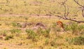 Photo series: Cheetah hunting for big Impala. The third episode. Masai Mara, Kenya