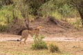 Photo series: Cheetah hunting for big Impala. The twelfth episode. Masai Mara, Kenya Royalty Free Stock Photo