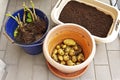 photo series growing potatoes in containers 8