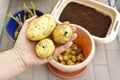 photo series growing potatoes in containers 8