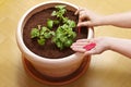 photo series growing potatoes in containers 5