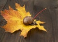 Photo from the series: one day in the life of snails. A snail sits on an autumn leaf. Royalty Free Stock Photo