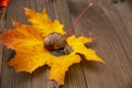 Photo from the series: one day in the life of snails. A snail sits on an autumn leaf Royalty Free Stock Photo
