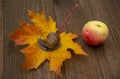 Photo from the series: one day in the life of snails. A snail sits on an autumn leaf.Next is an Apple Royalty Free Stock Photo