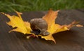 Photo from the series: one day in the life of snails. A snail sits on an autumn leaf Royalty Free Stock Photo