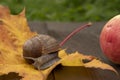 Photo from the series: one day in the life of snails. A snail sits on an autumn leaf.Next is an Apple Royalty Free Stock Photo