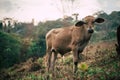 Photo session to three sisters cows during sunset Royalty Free Stock Photo