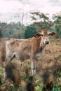 Photo session to three sisters cows during sunset Royalty Free Stock Photo