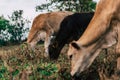 Photo session to three sisters cows during sunset