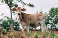 Photo session to three sisters cows during sunset