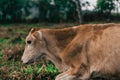 Photo session to three sisters cows during sunset Royalty Free Stock Photo