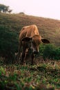 Photo session to three sisters cows during sunset