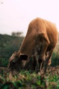 Photo session to three sisters cows during sunset