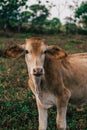 Photo session to three sisters cows during sunset