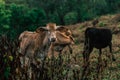 Photo session to three sisters cows during sunset