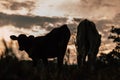 Photo session to three sisters cows during sunset Royalty Free Stock Photo