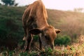 Photo session to three sisters cows during sunset