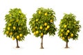 Photo set, lemon tree, yellow fruit, sour taste, white background, illustration, Generative AI Royalty Free Stock Photo