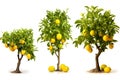 Photo set, lemon tree, yellow fruit, sour taste, white background, illustration, Generative AI Royalty Free Stock Photo