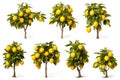 Photo set, lemon tree, yellow fruit, sour taste, white background, illustration, Generative AI Royalty Free Stock Photo