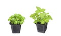 A photo of set of organic basil seeds germination. Green basil sprouts in plastic pot ready for seedling. Spring background. Royalty Free Stock Photo