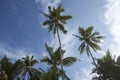 Photo of seven huge tall big tropical palm trees blue sky with clouds background in warm exotic Goa, India during travel for Royalty Free Stock Photo