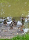 Several wild ducks standing next to the water