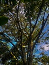 Photo of the shady banyan tree