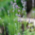 Photo with shallow depth of field of a lavender flower on a blurred background.