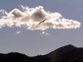 Shasta Dam