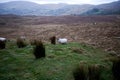 Sheep grazing near Killarney National Park, Ireland Royalty Free Stock Photo