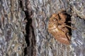 Shell of cicada in the trunk of the tree Royalty Free Stock Photo