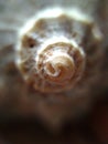 Photo shells on a macro-lens