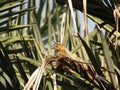 Photo shoot of beautiful Sparrow bird. Royalty Free Stock Photo