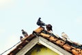 FIVE DOVES ON THE ROOF OF A TRADITIONAL HOUSE OF INDONESIAN RESIDENTS