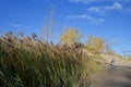 Photo shot on the beach with reeds on sunny days in Sandbanks Provincial Park, Ontario, Canda Royalty Free Stock Photo