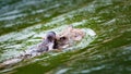 Photo Shot behind a wet baby monkey perched on the back of a mother monkey swimming in the river at Kaeng Krachan National Park, Royalty Free Stock Photo