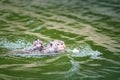 Photo Shot Macaca or mother monkey is swimming  in the river in search of food with her baby monkey wet perched on its mother`s Royalty Free Stock Photo