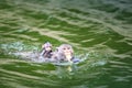 Photo Shot Macaca or mother monkey is swimming to eat with her baby monkey perched on its mother`s back at Kaeng Krachan National Royalty Free Stock Photo