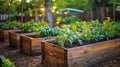 Abundant Harvest: Raised Garden Beds in a Vibrant Community Kitchen Garden