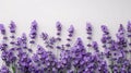 Lavender Bliss: Stunning Flowers on Pure White Background Royalty Free Stock Photo