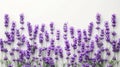 Lavender Bliss: Stunning Flowers on Pure White Background Royalty Free Stock Photo