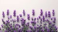 Lavender Bliss: Stunning Flowers on Pure White Background Royalty Free Stock Photo