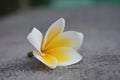 Exotic Beauty: The Enchanting Plumeria Flower in Full Bloom, Radiating Color and Sweet Fragrance