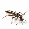 Realistic 3d Earwig Figure On White Background Royalty Free Stock Photo