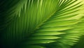 Emerald Veins: A Serene Close-Up of a Vibrant Green Leaf Royalty Free Stock Photo